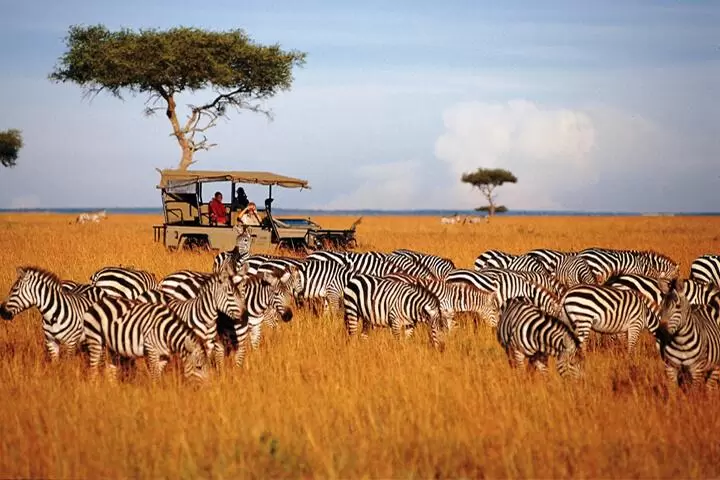 Kenya Wildlife Tour Package